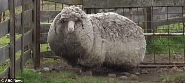 Shaun với bộ lông nặng tới 20 kg.