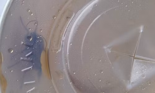 Con sâu bướm còn sống trong cốc nước của nhà hàng KFC ở Durham (Anh).