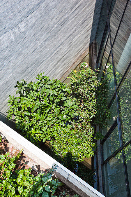 Cây xanh trong khu vực bên ngoài có đầy đủ ánh sáng để phát triển xanh tốt.