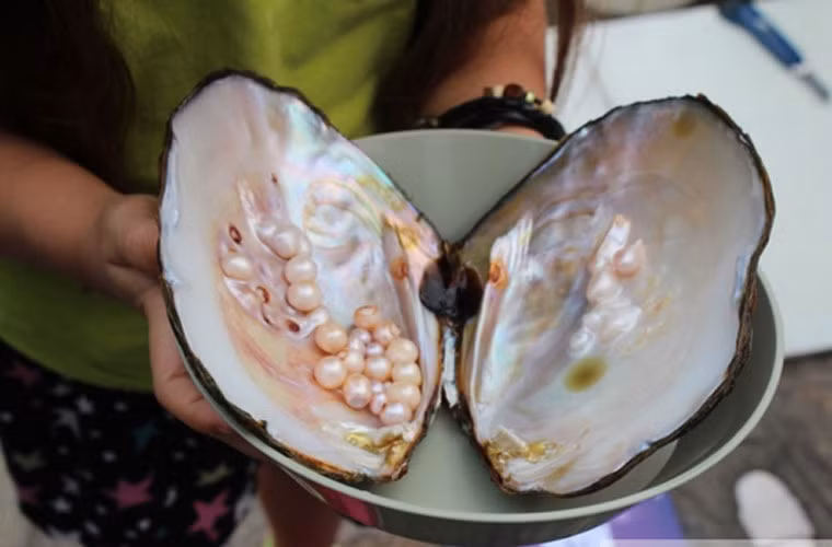 Sau khi lấy được những viên ngọc từ bên trong lớp vỏ con trai, người ta sẽ tiến hành rửa sạch và khử mùi tanh.