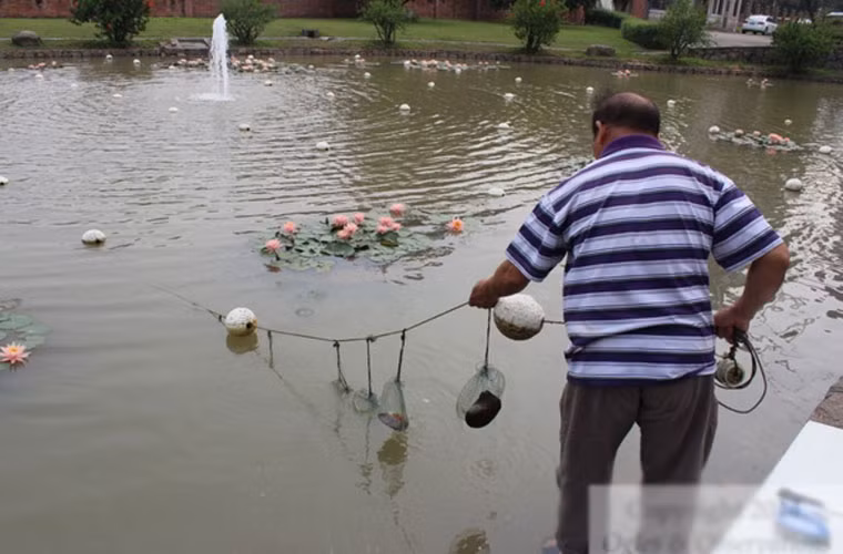 Tất cả những viên ngọc trai ở nhà máy Yakushi này đều là ngọc trai nước ngọt được cấy ghép. Những con trai sẽ được cấy ghép hạt ngọc giống nhỏ vào bên trong, sau đó, chúng được thả xuống nước ngọt và nuôi trồng trong một vài năm để chúng sinh sản ra những viên ngọc trai tuyệt đẹp.