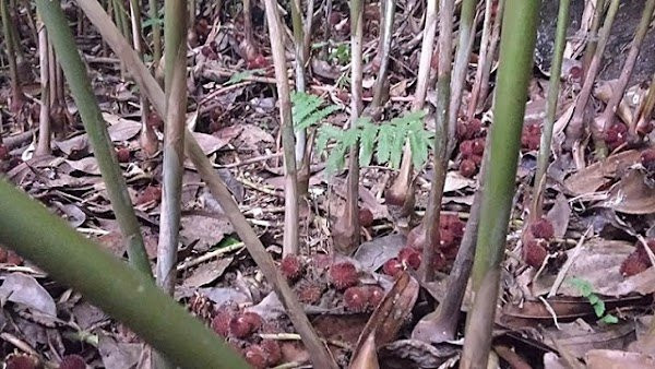 3 loai cay ran me nhu dieu do, muon nha binh an dep ngay-Hinh-2