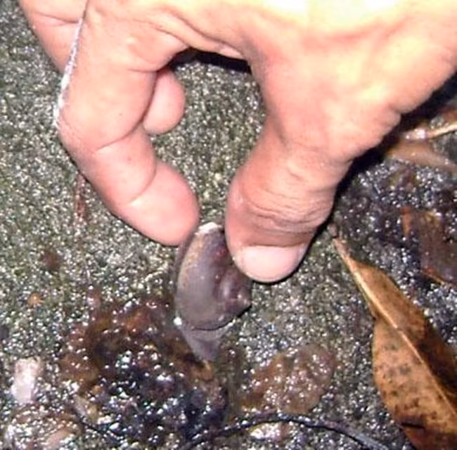 3 thu loc troi cu den mua la xuat hien, kiem tien trieu/ngay-Hinh-5