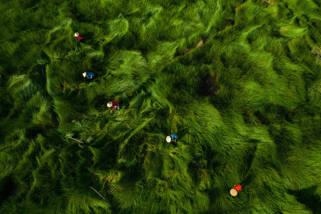 Tác phẩm "Thu hoạch cói" của tác giả Nguyễn Sanh Quốc Huy.