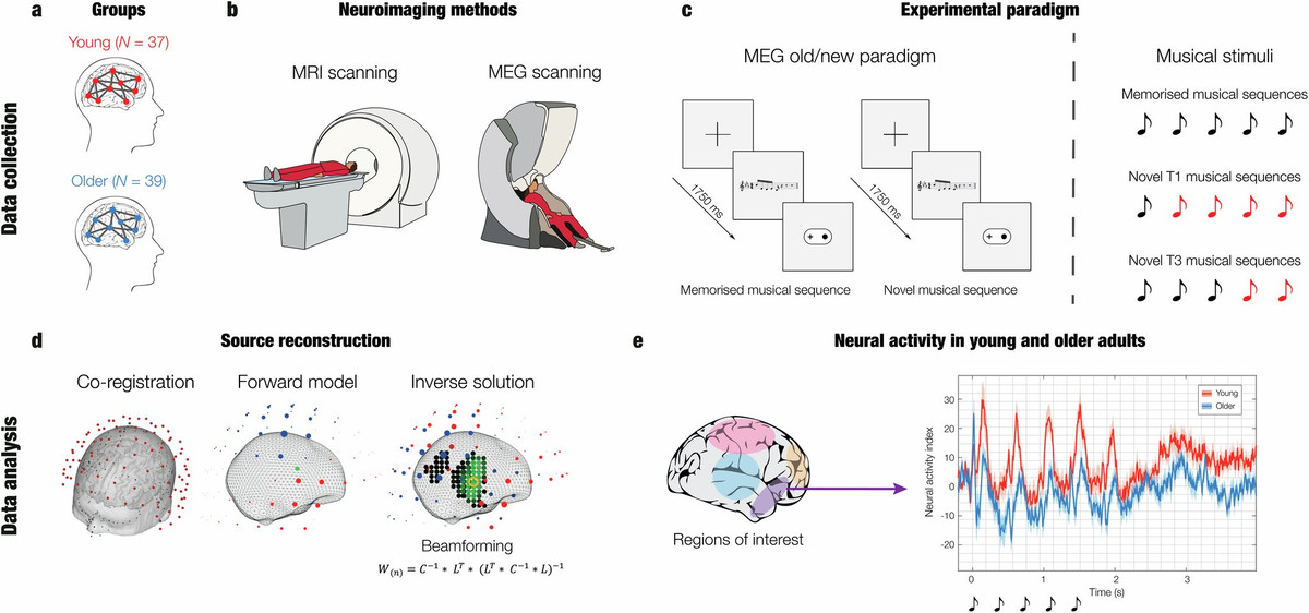 Nhạc của Sebastian Bach giúp tiết lộ những vùng não bị lão hóa Nhac cua Sebastian Bach giup tiet lo nhung vung nao bi lao hoa
