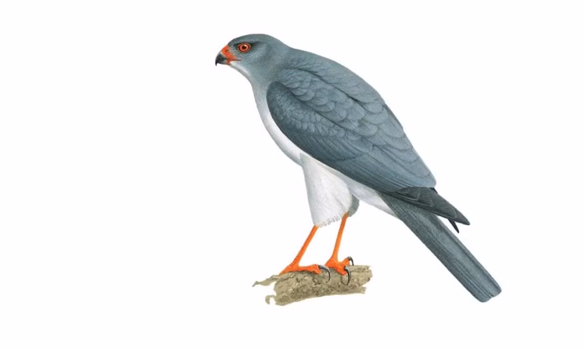 Loài vật “mất tích” 55 năm lộ diện khiến giới khoa học bất ngờ - Hình 2 Loai vat “mat tich” 55 nam lo dien khien gioi khoa hoc bat ngo-Hinh-2