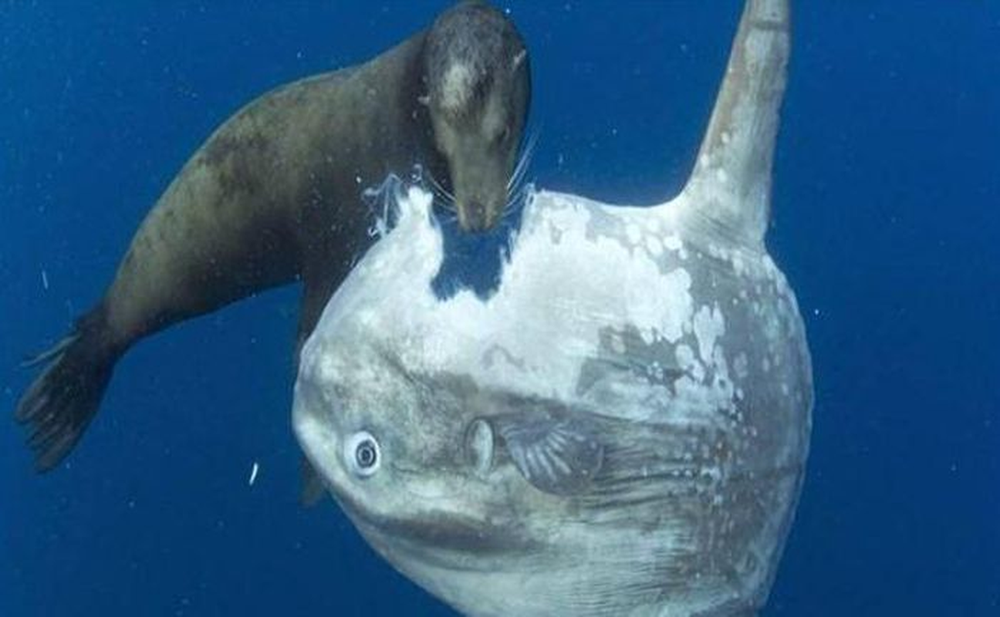 Vì vậy nó được xem là loài ...vô tri bậc nhất đại dương. Một khi nổi trên mặt biển phơi nắng thì chúng gần như chẳng làm gì. Mặc kệ cho các loài khác sống ký sinh hoặc thậm chí là tấn công thì chúng cũng chẳng... phản ứng bởi không có cơ quan thụ cảm đau đớn. Ảnh: Earth Planet