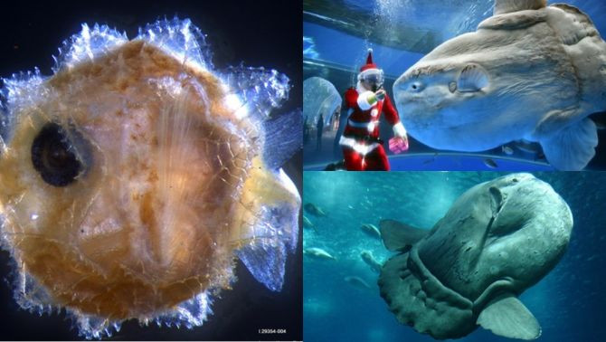 Sự “vô tri” của chúng khiến cả loài gần như bị diệt sạch bởi kẻ thù trong tự nhiên cũng như bị săn bắt do dễ phát hiện. Tuy nhiên, chúng vẫn tồn tại suốt 45 triệu năm qua. Ảnh; Aquarium