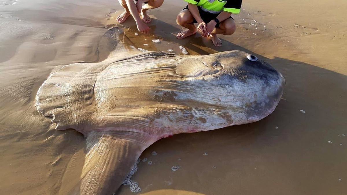 Dòng hải lưu có thế đưa nó trôi từ vùng biển nhiệt đới sang vùng ôn đới, hay đẩy lên bờ thì nó cũng không buồn chú ý. Vậy nên chúng được ghi nhận là xuất hiện ở tất cả các vùng biển trên thế giới.