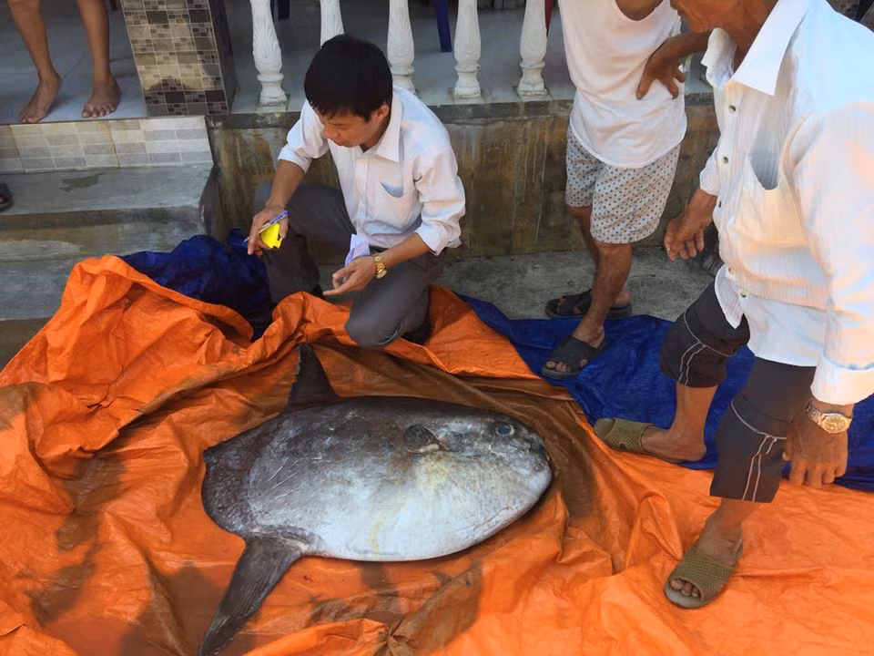 Chúng thường xuất hiện tại Vịnh Bắc Bộ. Tuy nhiên cũng ghi nhận một số trường hợp loài cá này vướng lưới ngư dân tại các tỉnh Nghệ An, Thừa Thiên Huế, sau đó giao nộp đưa vào Bảo tàng Hải dương học. Ảnh CAND