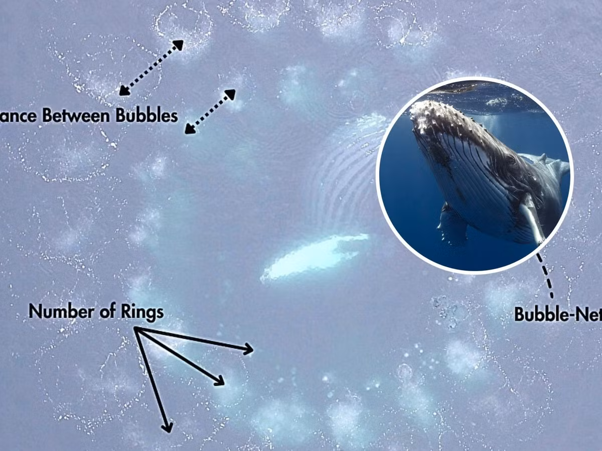 Nghiên cứu này không chỉ xác nhận những kiến thức trước đây về việc cá voi lưng gù tạo ra "lưới bong bóng" để săn mồi mà còn cho thấy chúng có khả năng điều khiển công cụ này theo nhiều cách khác nhau để tối ưu hóa việc săn bắt tại các khu vực kiếm ăn ở Alaska.