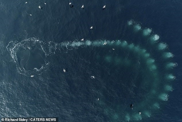 Nghiên cứu đột phá này được tiến hành bởi Viện Sinh học Biển của Đại học Hawaii (HIMB) và Chương trình Nghiên cứu Động vật có vú Biển (MMRP) của Quỹ Cá voi Alaska (AWF).