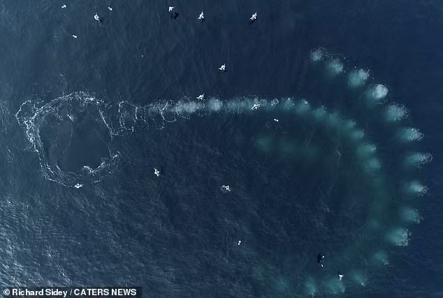 Nghiên cứu đột phá này được tiến hành bởi Viện Sinh học Biển của Đại học Hawaii (HIMB) và Chương trình Nghiên cứu Động vật có vú Biển (MMRP) của Quỹ Cá voi Alaska (AWF).