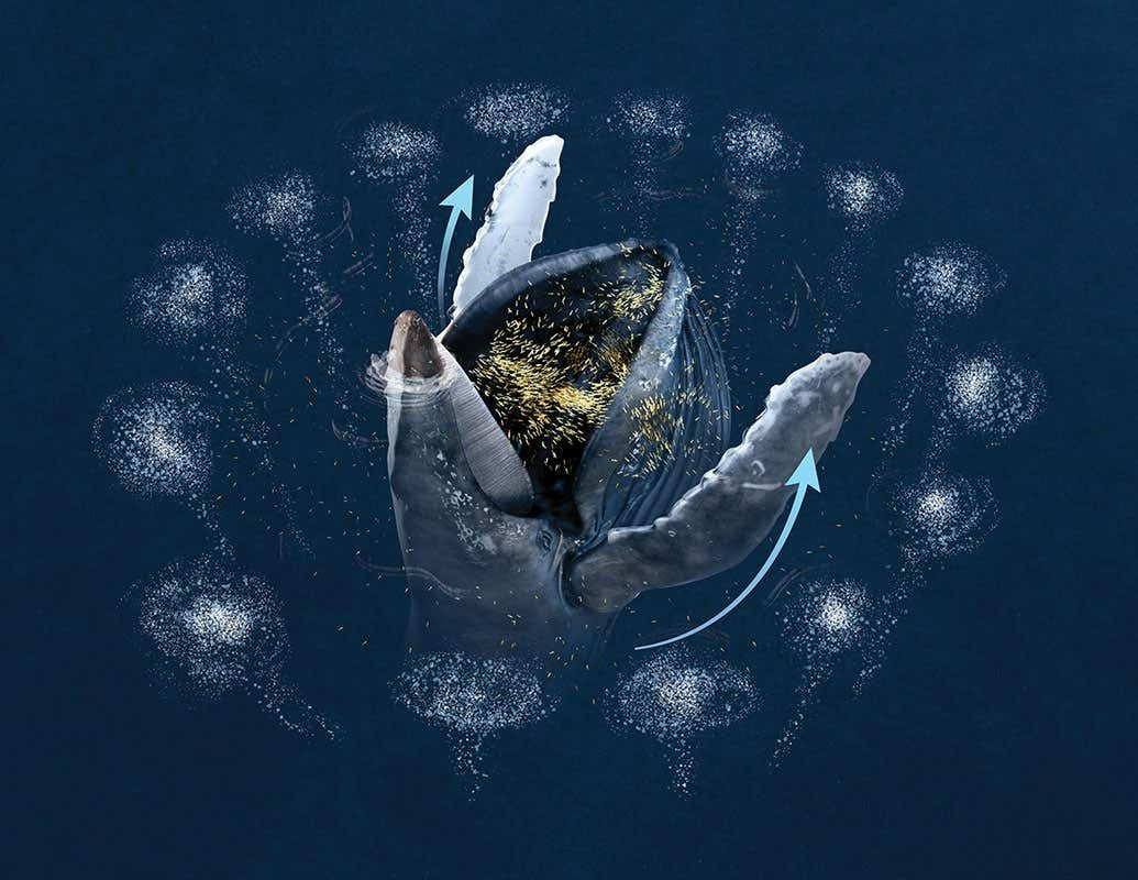  Cuối cùng, chúng sẽ nhanh chóng bơi lên trên, thu hẹp vòng vây và nuốt trọn con mồi. Kỹ thuật săn mồi tinh vi này cho phép chúng duy trì mức năng lượng cần thiết để thực hiện chuyến di cư dài qua Thái Bình Dương.