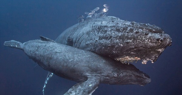 Trong số 92 loài cá voi được biết đến, có đến 25% có nguy cơ tuyệt chủng. Vì vậy, việc hiểu rõ các hành vi săn mồi, vốn đóng vai trò quan trọng cho sự sống còn của cá voi, có thể giúp các nhà bảo tồn thiết kế các chiến lược bảo vệ hiệu quả hơn.