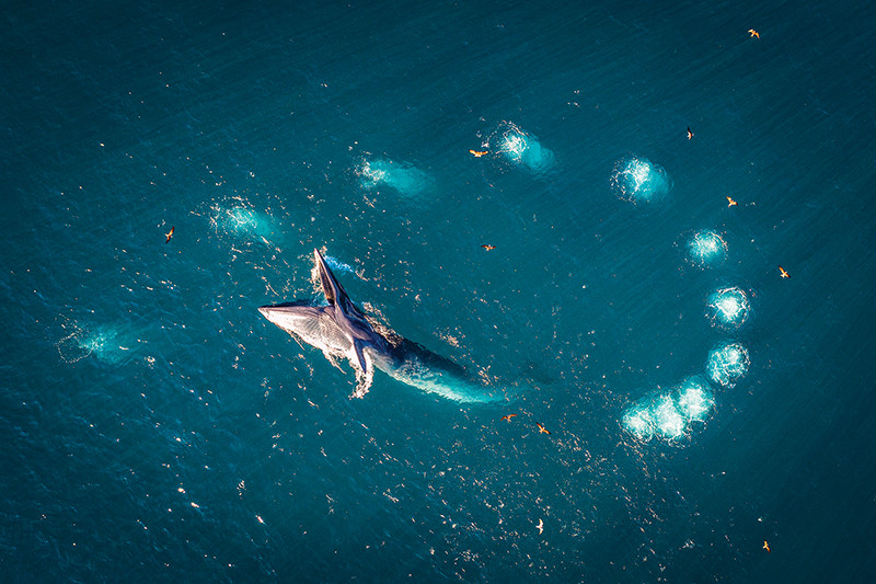 Điều này giúp chúng bắt được lượng con mồi gấp bảy lần trong một lần lặn mà không tốn thêm năng lượng.