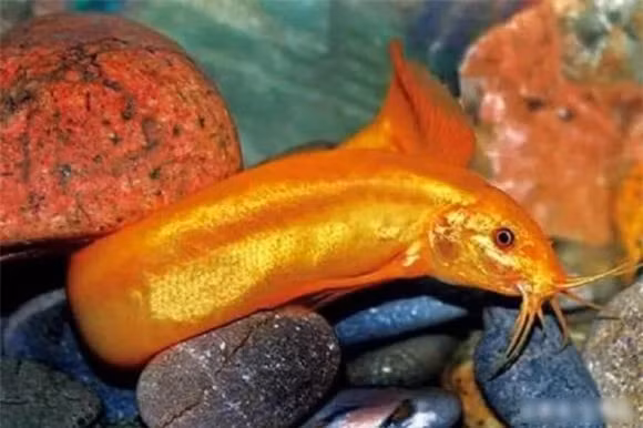 'Chach lai ca vang' cuc quy, 9x nuoi thu thu tram ti