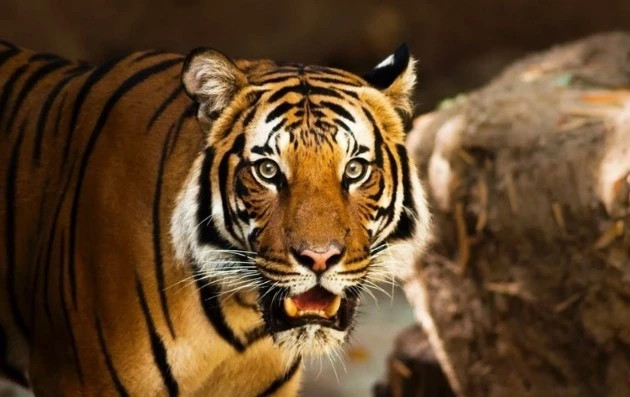 br/> Về tài chính, tuổi Dần sẽ đón nhận những cơ hội đột phá nhờ vào sự nhạy bén trong đầu tư và kinh doanh. Sự tinh tế trong quản lý tài chính sẽ giúp họ không chỉ gia tăng tài sản mà còn xây dựng nền móng vững chắc cho một cuộc sống thịnh vượng. 