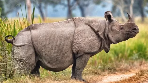 Loai vat quy hiem nhat hanh tinh sinh san: The gioi con 80 con-Hinh-2