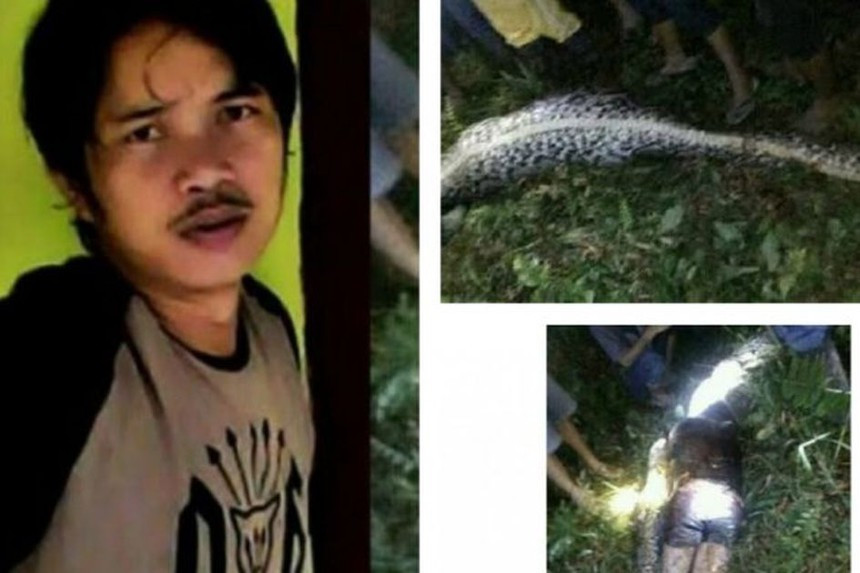 Những vụ trăn nuốt chửng người gây rúng động - Hình 2 Nhung vu tran nuot chung nguoi gay rung dong-Hinh-2