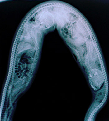 Những vụ trăn nuốt chửng người gây rúng động - Hình 7 Nhung vu tran nuot chung nguoi gay rung dong-Hinh-7