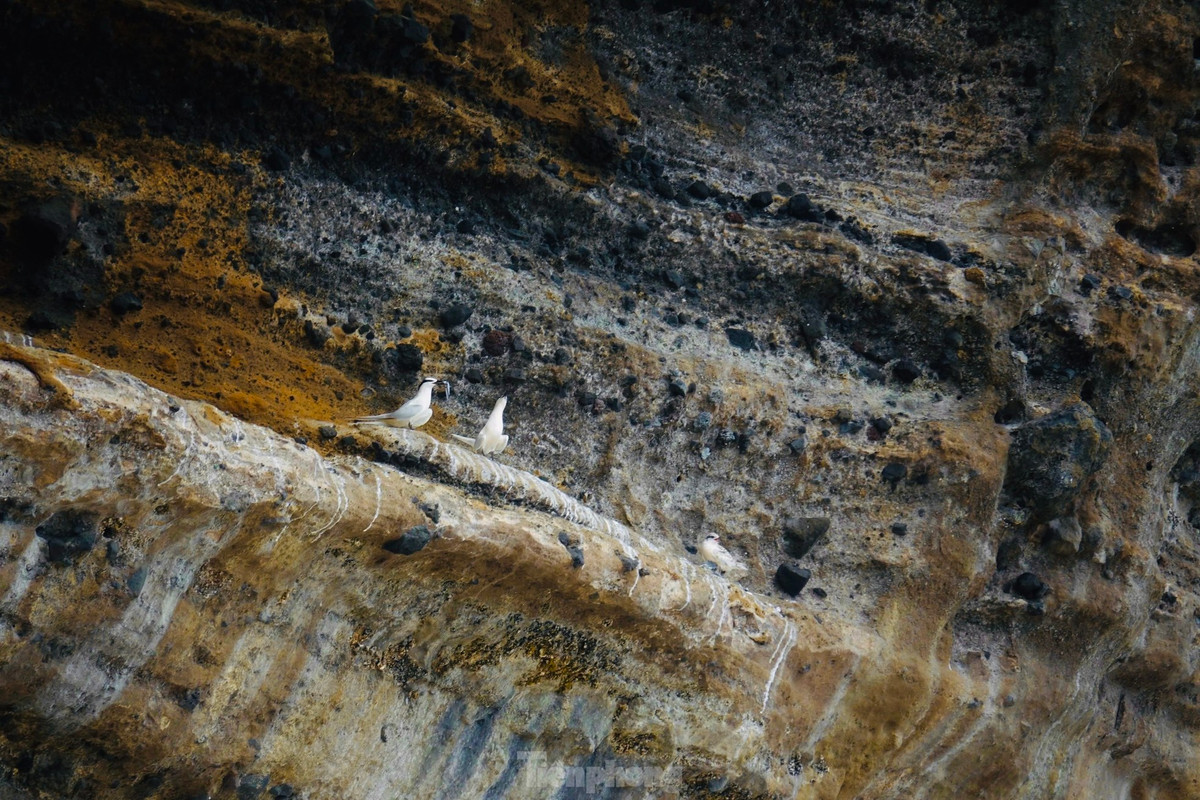 Đôi chim hải âu tình tự trên vách đá trầm tích núi lửa ở Hang Câu.