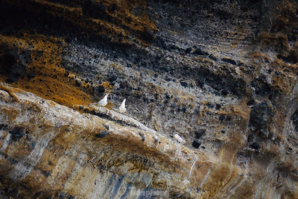Đôi chim hải âu tình tự trên vách đá trầm tích núi lửa ở Hang Câu.
