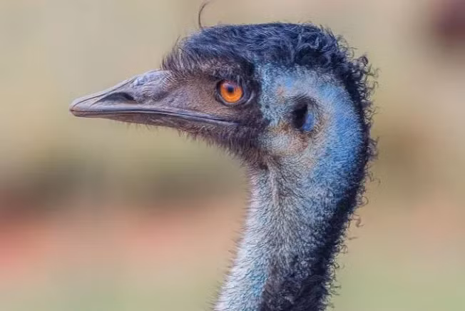 Phat hien o trung cua loai chim hiem, the gioi chi con 40 con-Hinh-3