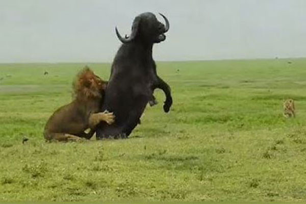 Su tu duc ra tay, ha sat trau rung 