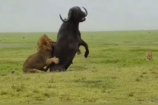 Sư tử đực ra tay, hạ sát trâu rừng "khủng" trong một nốt nhạc Su tu duc ra tay, ha sat trau rung