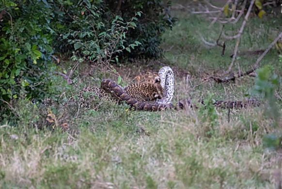 Tran chien khoc liet, bao hoa mai suyt bo mang vi tran da chau Phi