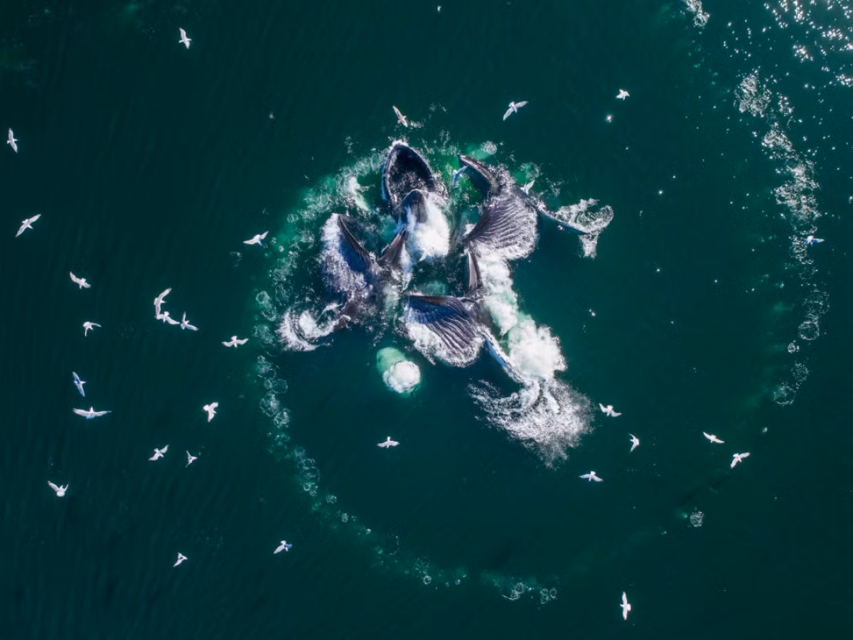 Cá voi lưng gù là một loài động vật thông minh và điều này được phản ánh qua cách nó săn mồi. Những con cá voi lưng gù sẽ phát ra tiếng ồn gần một đàn cá để khiến chúng hoảng loạn và bơi lên mặt nước. Tại đây, những con cá voi khác sẽ thổi những quả bong bóng lớn khiến đàn cá càng thêm hỗn loạn. Khi đó, cá voi sẽ há miệng và nuốt chửng chúng. Một con cá voi có thể ăn khoảng 1 tấn cá/ngày bằng cách này.