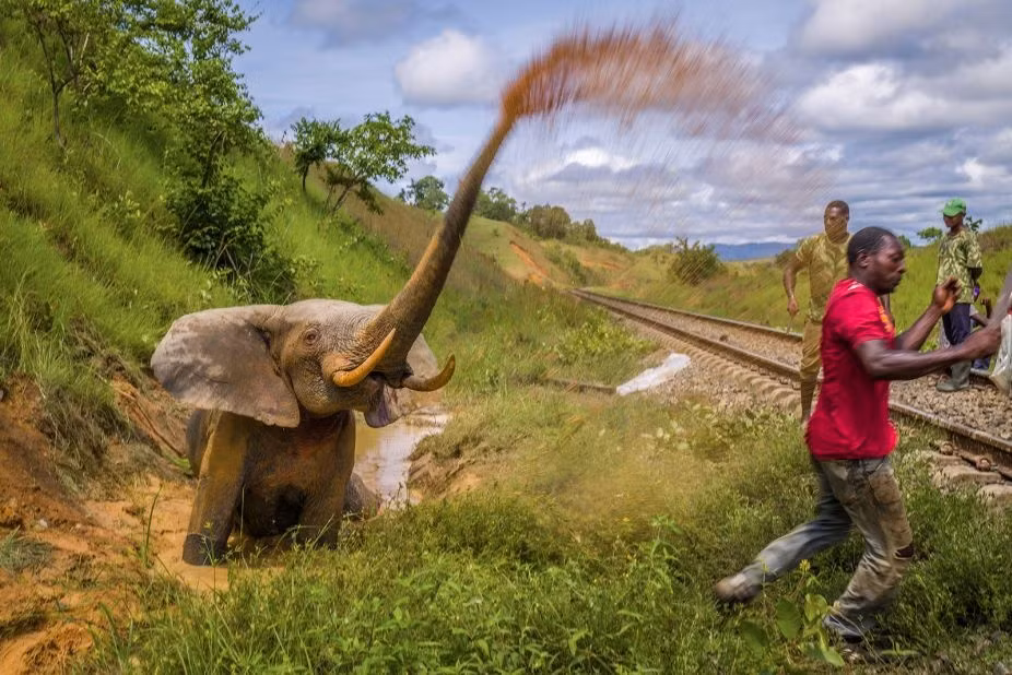 Trong số 10.000 bức ảnh của 2.300 nhiếp ảnh gia trên khắp thế giới, ban giám khảo đã chọn ra bức ảnh chiến thắng chung cuộc và các hạng mục riêng. Bức ảnh chụp con voi đang hoảng sợ sau khi bị tàu chở hàng đâm phải ở công viên Lopé, Gabon, đoạt giải thưởng lớn Grand Prize khi khắc họa rõ nét xung đột giữa con người và động vật hoang dã. Ảnh: Jasper Doest.