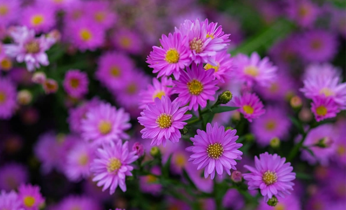 Loc rot day tay: Sinh vao 4 thang Am lich nay con chau thinh vuong-Hinh-3