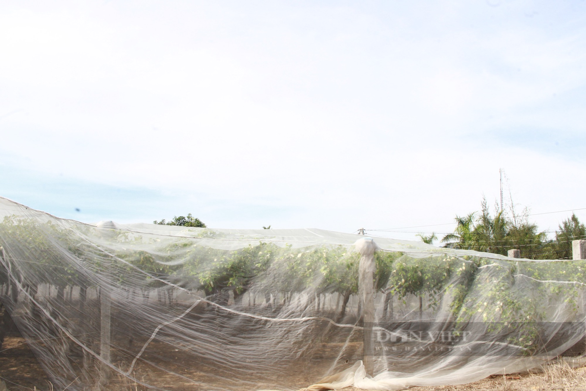 Trong tao Thai Lan nhin dau cung thay trai, vuon dep nhu phim-Hinh-3