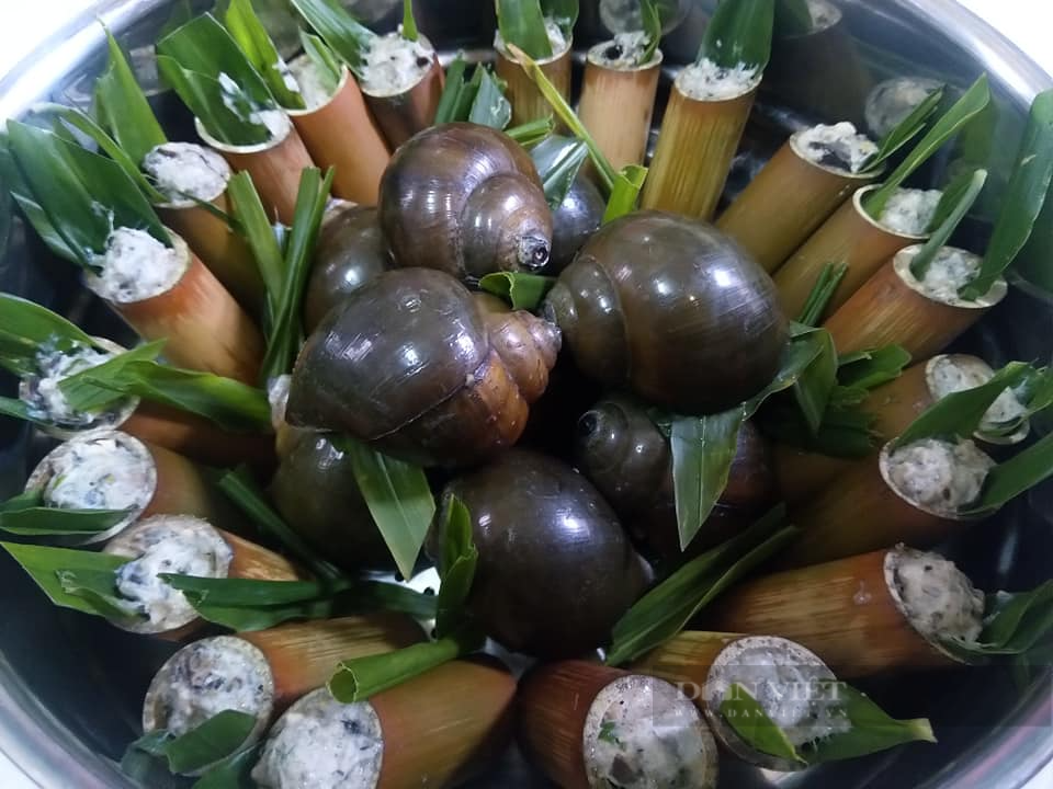 Loai dong vat vo cung than mem, bo xuong, dep da-Hinh-2