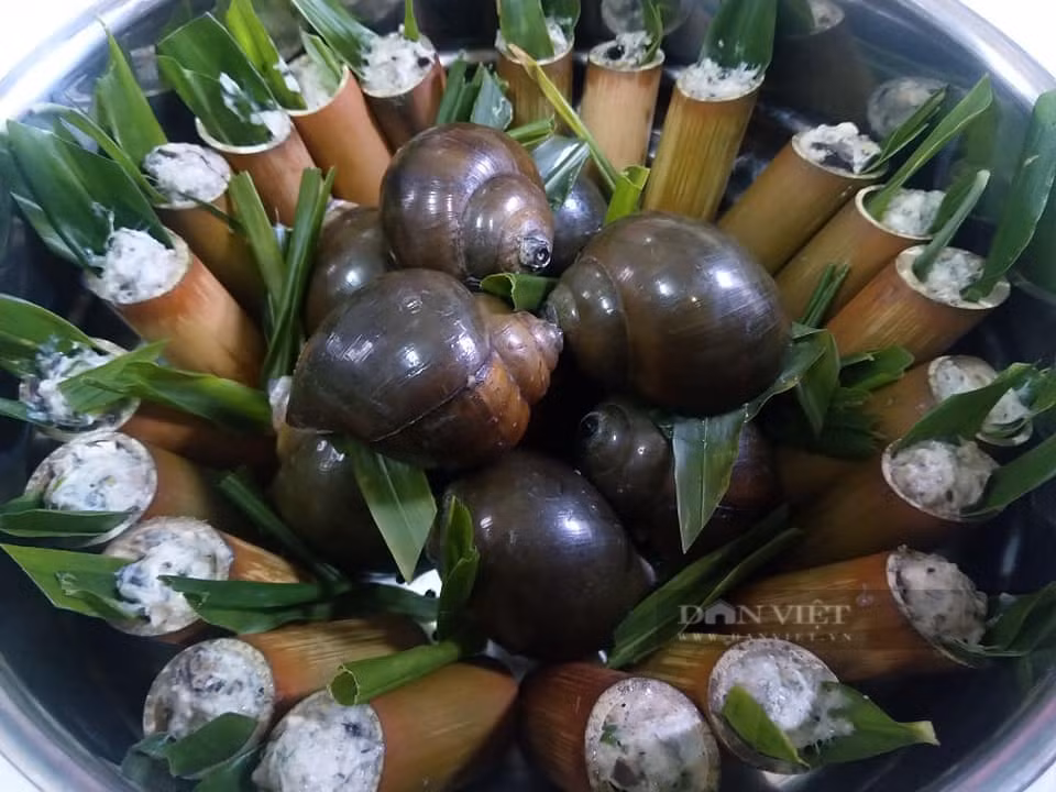 Loai dong vat vo cung than mem, bo xuong, dep da-Hinh-12