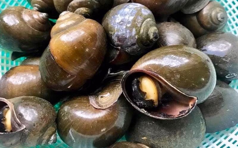 Loai dong vat vo cung than mem, bo xuong, dep da