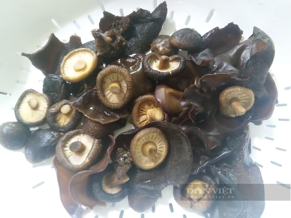 Loai dong vat vo cung than mem, bo xuong, dep da-Hinh-6