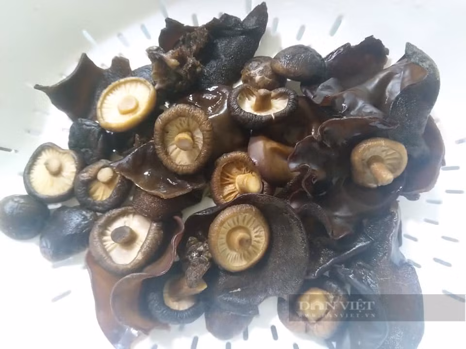 Loai dong vat vo cung than mem, bo xuong, dep da-Hinh-6