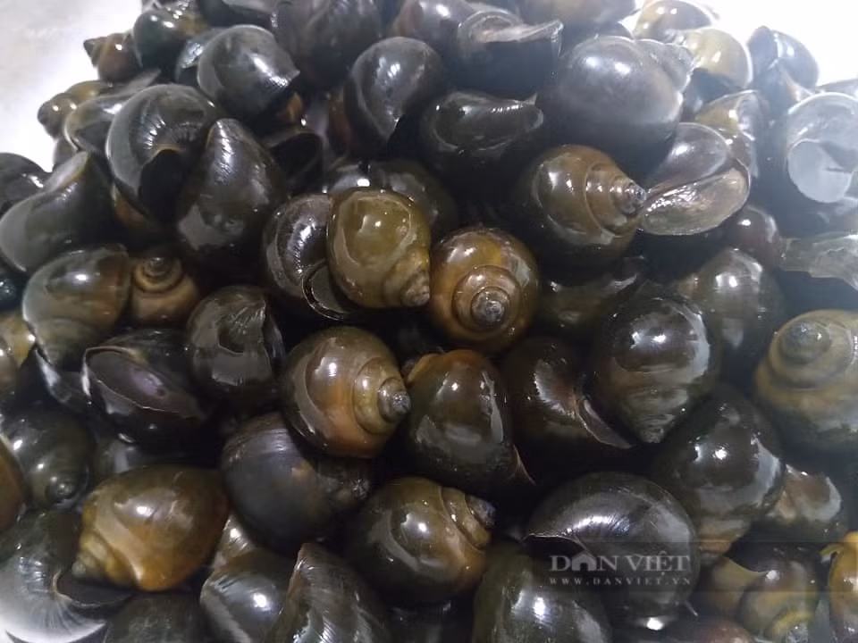 Loai dong vat vo cung than mem, bo xuong, dep da-Hinh-3