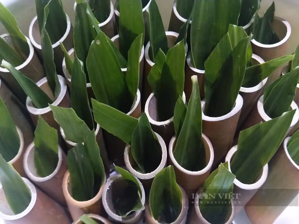 Loai dong vat vo cung than mem, bo xuong, dep da-Hinh-9