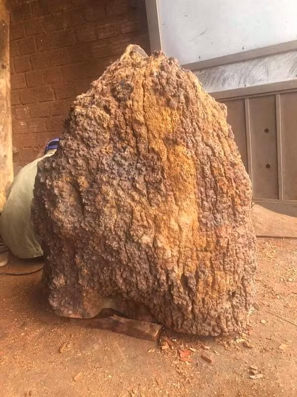 Do đó, một số gỗ nu hương có giá từ vài tỷ cho đến hàng chục tỷ đồng. Những người đam mê gỗ thường dùng gỗ nu hương để chế tác các sản phẩm đồ gỗ mỹ nghệ, tượng gỗ.