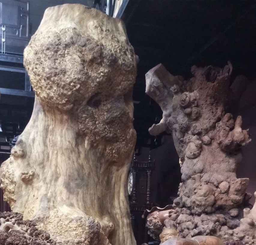 Vậy nên, gỗ nu hương﻿ chính là phần nu gỗ sần sùi trên thân cây Giáng Hương (còn gọi là Dáng Hương hay gỗ Hương). Cây gỗ Hương thuộc họ Đậu, có nhiều ở vùng Đông Nam Á, Đông Bắc Ấn Độ và Nam Phi.