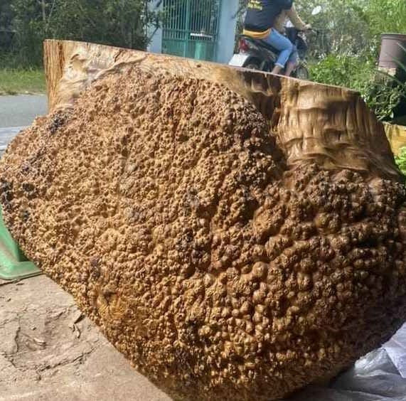 Gỗ nu hương có kích thước lớn và tuổi thọ càng cao thì sản phẩm làm ra càng tinh xảo, có tính thẩm mỹ cao.