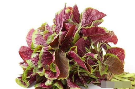 Co meo giai doc gan, an ngay 1 it giai doc gan, bo gan-Hinh-2