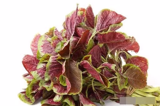 Co meo giai doc gan, an ngay 1 it giai doc gan, bo gan-Hinh-2