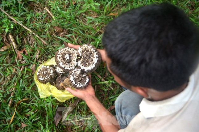 Một thương lái đến từ thị trấn Tân Kỳ, huyện Tân Kỳ cho biết: “Nhộng ong được các nhà hàng, quán nhậu rất ưa chuộng. Hiện giá thu mua nhộng ong vàng đã được làm sạch là 350.000 đồng/kg, mua theo tổ có giá 300.000 đồng/kg”.