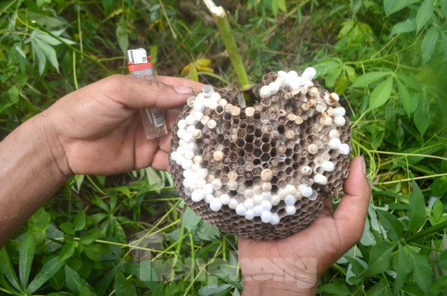 “Tính ra một mùa vụ ong vàng cũng kiếm được gần chục triệu đồng. Chịu khó tách nhộng ong ra thì được giá cao hơn. Trung bình mỗi ngày cũng kiếm được từ 500 nghìn đồng đến 1 triệu đồng tiền bán ong vàng”, anh Hiệp nói.