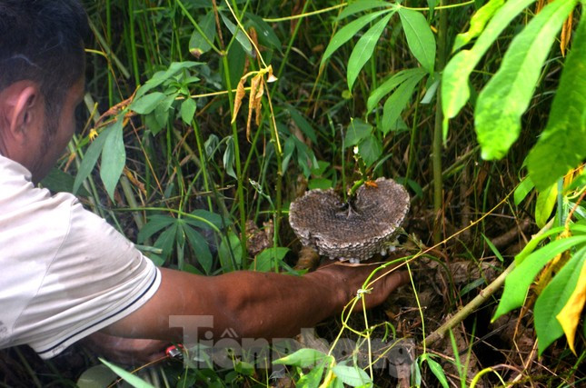 Thao tác thuần thục, chỉ cần ít phút, anh Hiệp đã lấy được một tổ ong. Những tổ ở nơi quá rậm, anh phải dùng dao phát quang nên sẽ mất thời gian hơn.